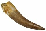 Fossil Plesiosaur (Zarafasaura) Tooth - Morocco #354692-1